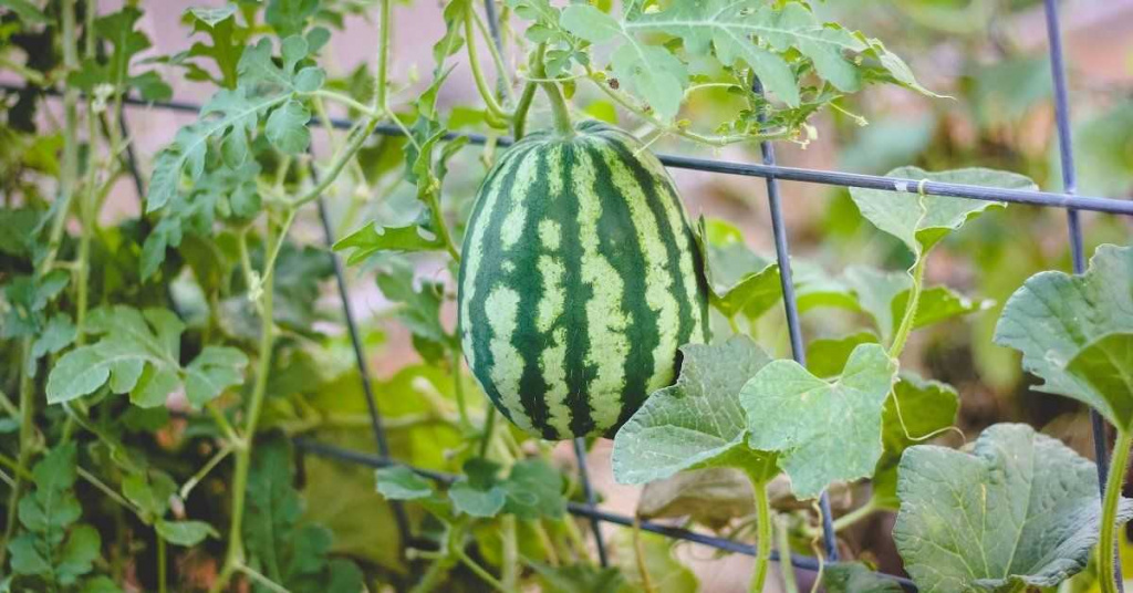 vyrashchivanie-arbuzov-v-teplitse-1.jpg