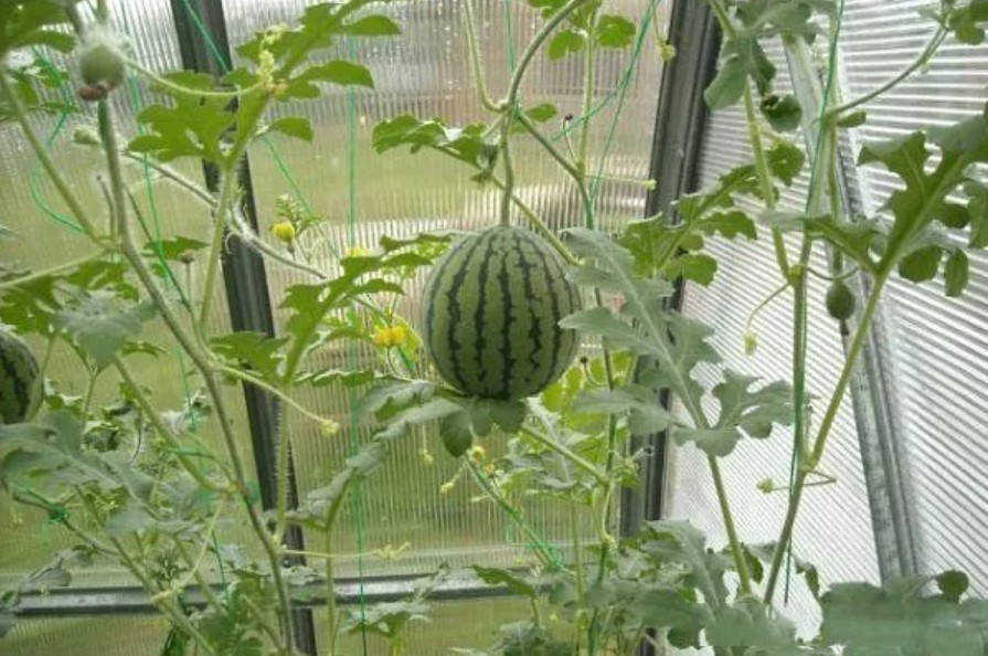 vyrashchivanie-arbuzov-v-teplitse-2.jpg