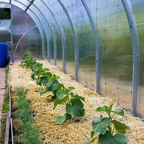 Теплица Воля Сигма Ц (шаг 100 см)