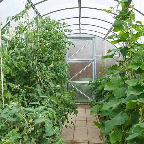 Теплица Воля Дачная-Эко