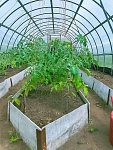 Теплица Воля Эко с усилителями