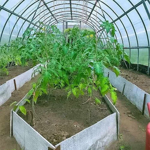 Теплица Воля Эко с усилителями