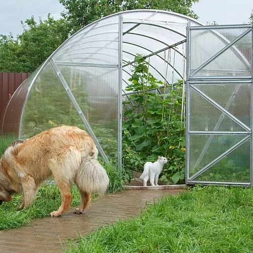 Теплица Воля Дачная-Эко