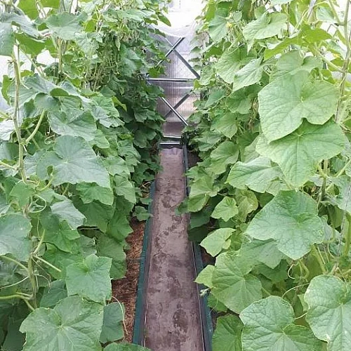 Теплица Воля Перчина М Плюс