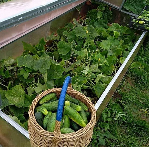 Парник Воля Лотос